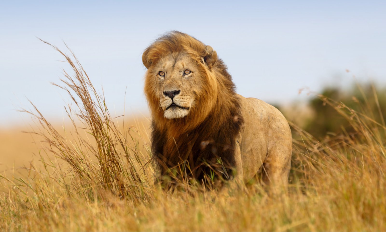 Safari activities in Tanzania