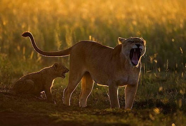 Big Cats Photo Serengeti Safari