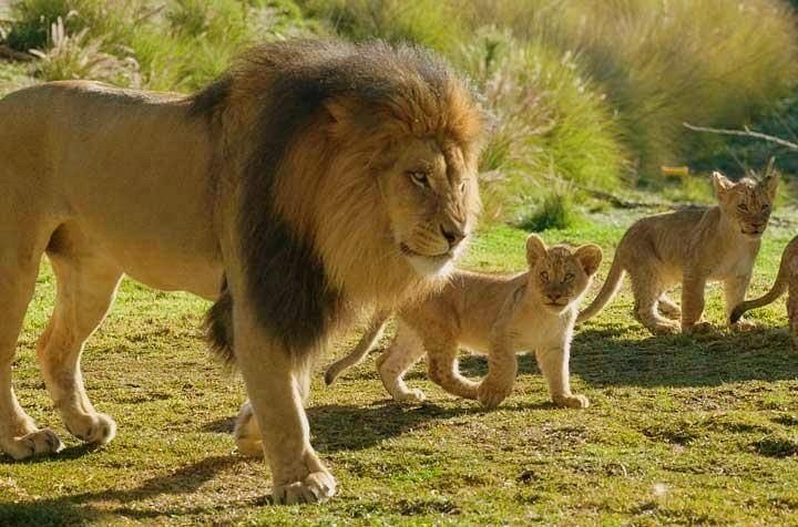 Abakombe Tours and Safaris on Facebook