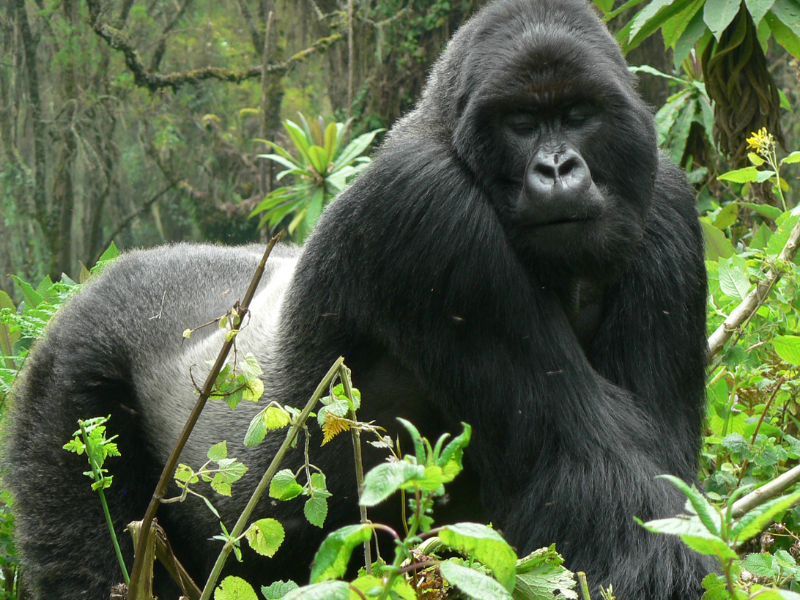 Mountain gorilla trekking in Uganda