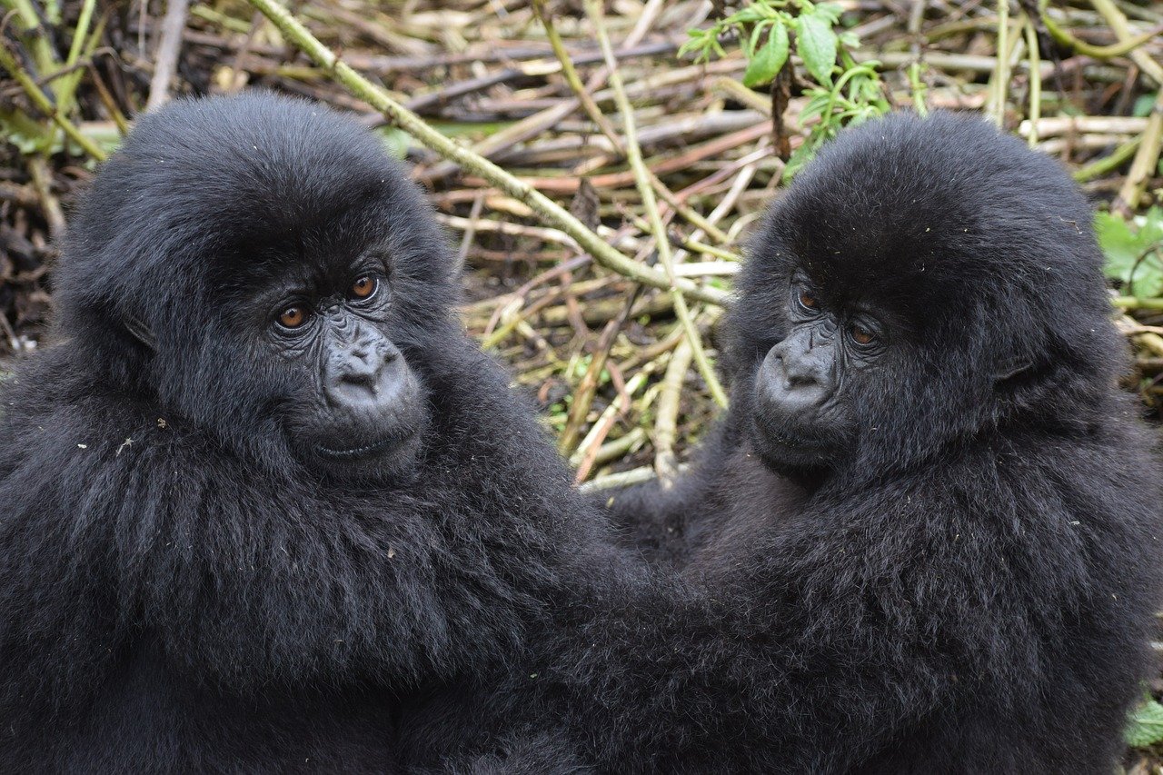 Uganda safari trip