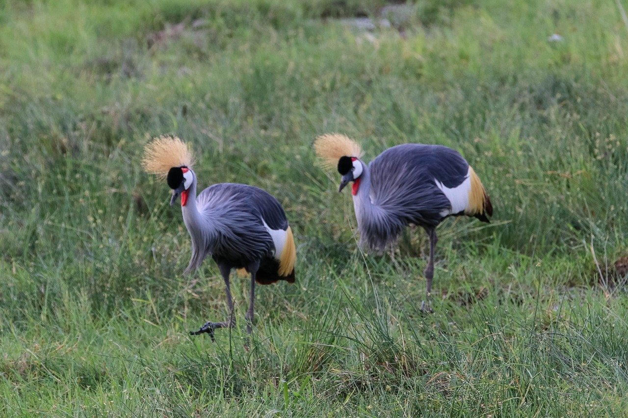 Combined Kenya and Tanzania safari