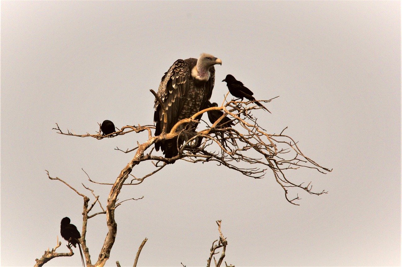 19 Days East Africa Combo Safari