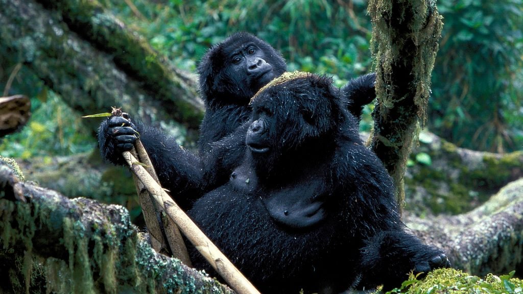 2-Days Uganda Gorilla safari