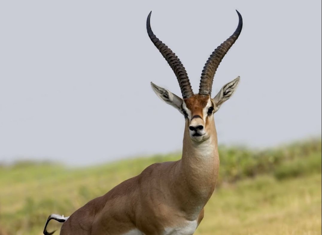 3 Day Safari Selous Game Reserve from Dar es Salaam