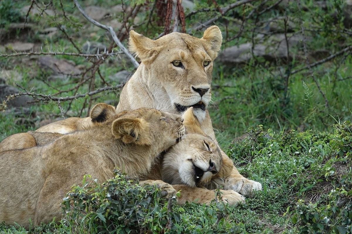 Masai Mara safari game drive