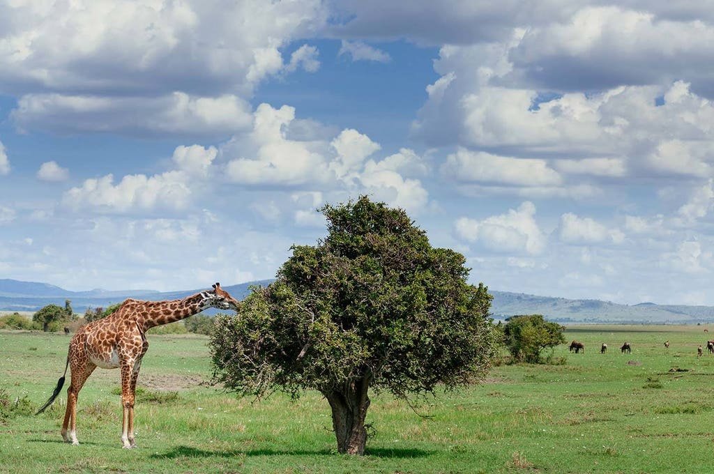 Arusha National Park Day Tour