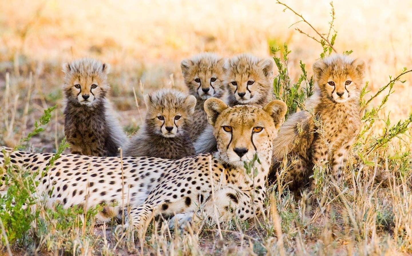10 Days Safari in Tanzania