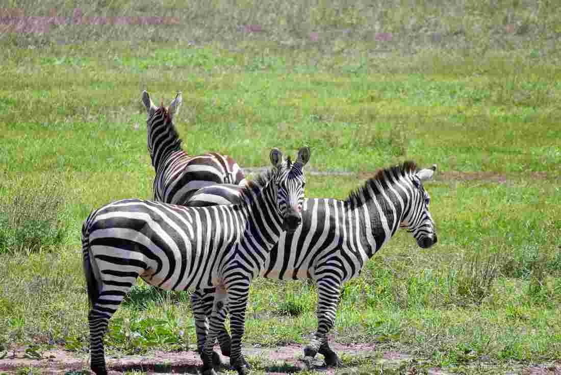 4 Days Safari Serengeti & Ngorongoro Crater