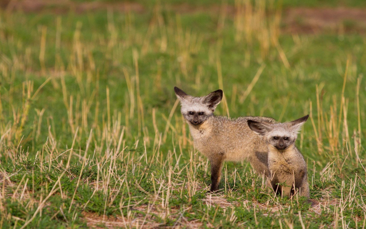 5 Day Tanzania Flying Safari