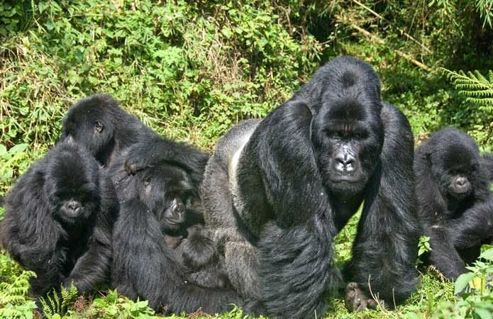 Uganda safari lodge experience