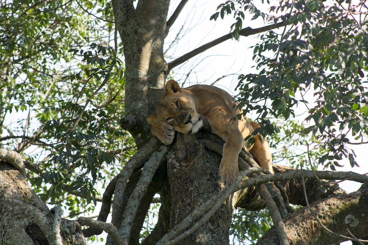 Safari camp near the Masai Mara
