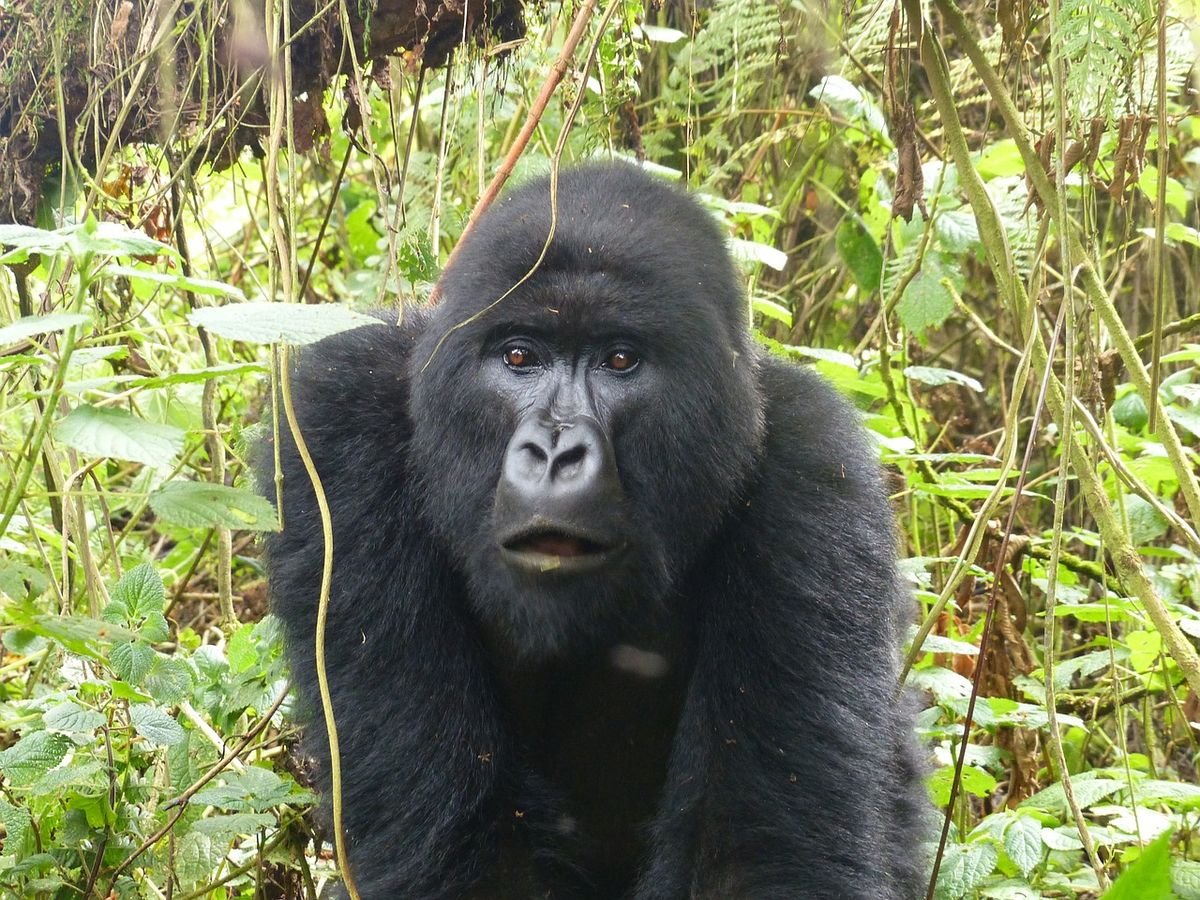 7 Days Rwanda Primates Trip