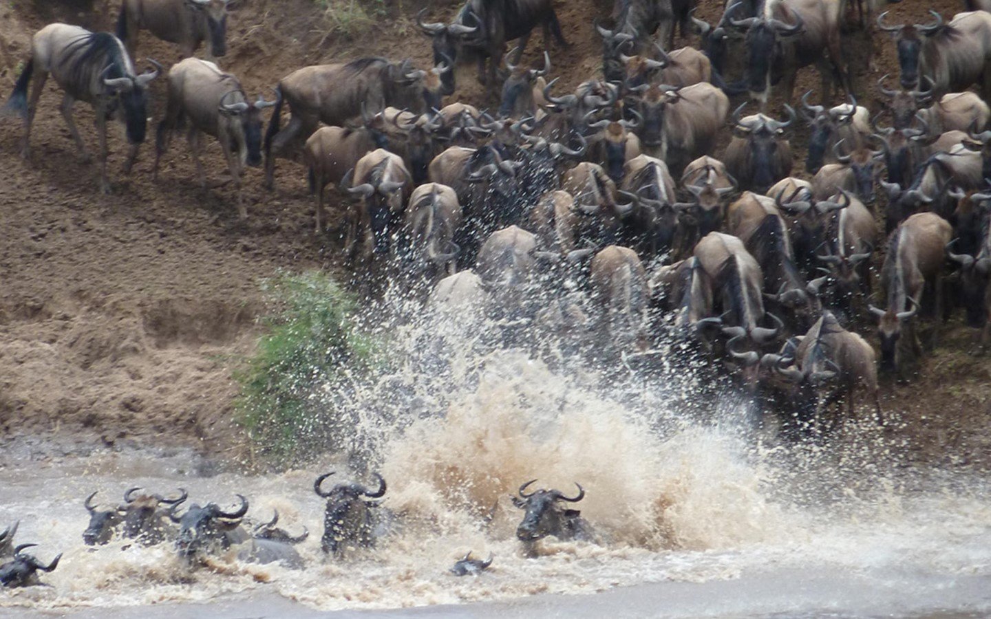 Wildebeest migration in the Serengeti
