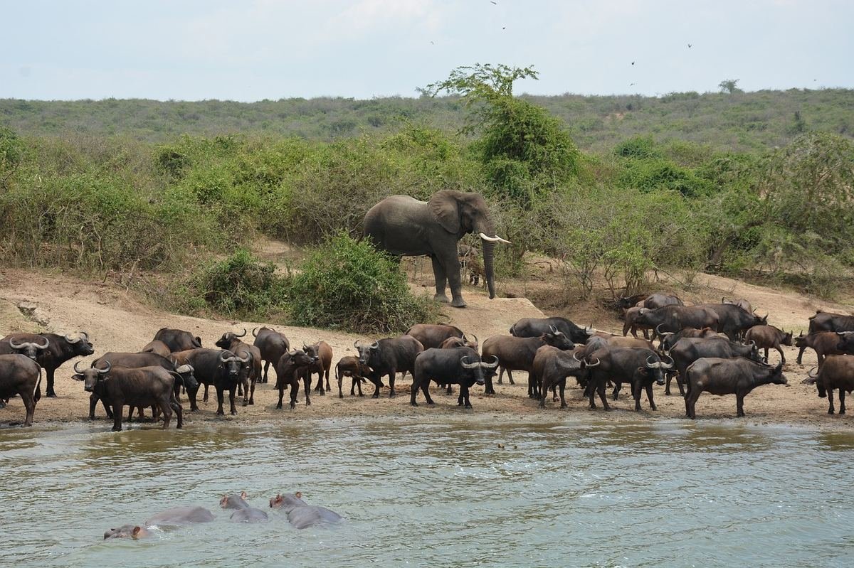 Uganda national park scenery