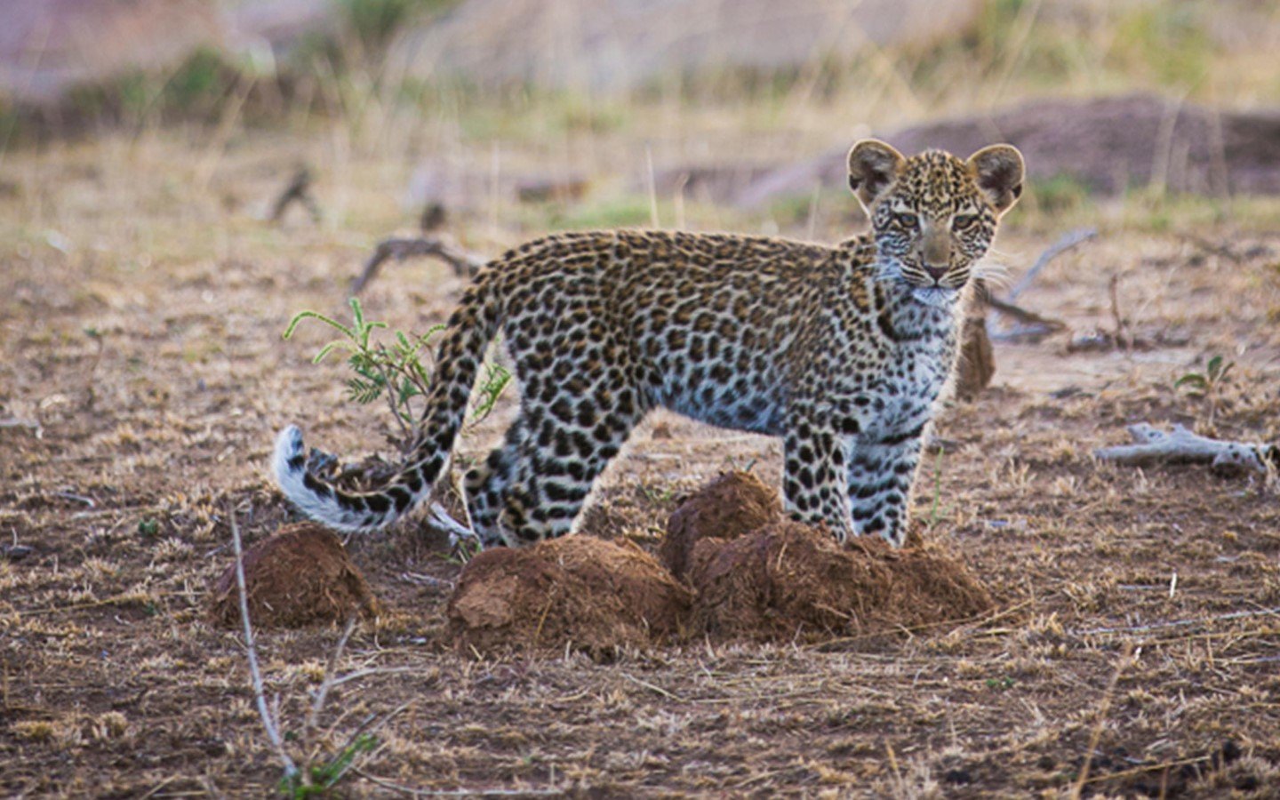 Fly-In Safari From Arusha To Serengeti