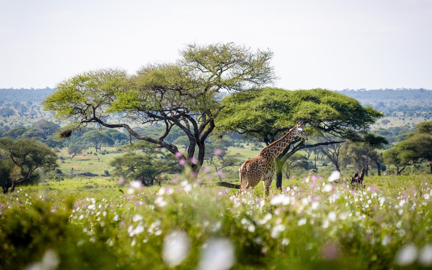 Photographic Tanzania Safari