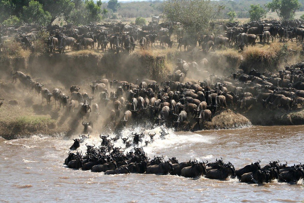 Serengeti Migration Safari 5 Nights