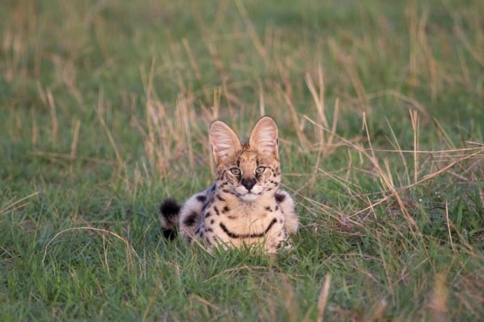 Tarangire And Ngorongoro Crater Camping 3 Days